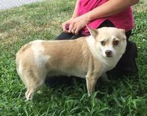 Safe Chihuahua in Mooresville, NC