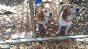 Safe Beagle in Clearwater, FL