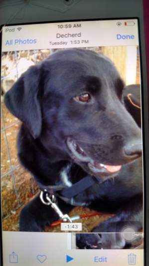 Safe Labrador Retriever in Decherd, TN
