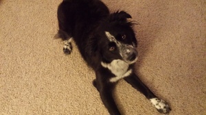 Safe Border Collie in Springfield, MO