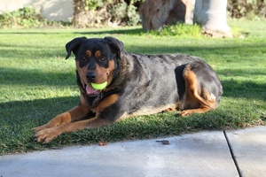 Safe Rottweiler in San Luis Obispo, CA