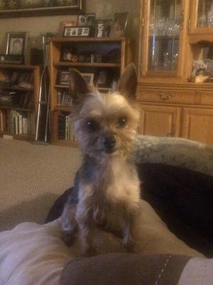 Safe Yorkshire Terrier in Newcastle, CA