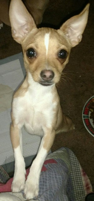 Safe Chihuahua in Etowah, TN