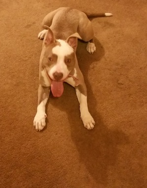 Safe Pit Bull in Florissant, MO