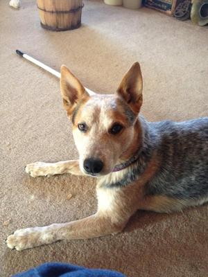 Safe Australian Cattle Dog in Anderson, CA