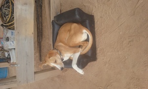 Safe Greyhound in Marana, AZ