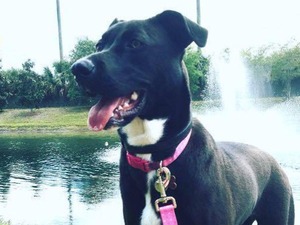 Safe Labrador Retriever in Syracuse, NY
