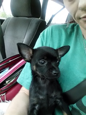Safe Chihuahua in Salt Lake City, UT