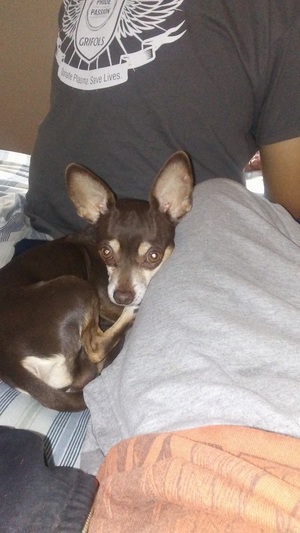 Safe Chihuahua in Oklahoma City, OK