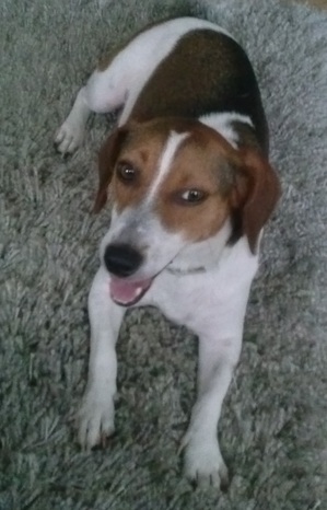 Safe Jack Russell Terrier in Los Angeles, CA