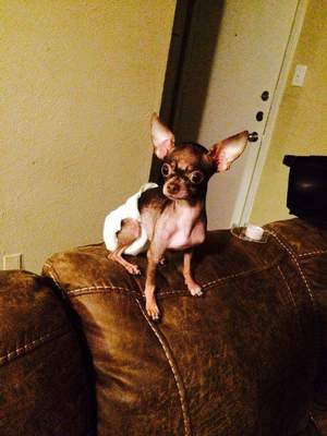 Safe Chihuahua in Dallas, TX