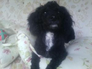 Safe Poodle in Canandaigua, NY