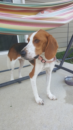 Safe Beagle in Hampton, VA