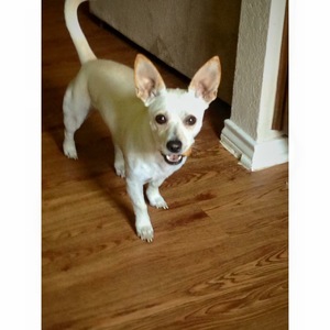 Safe Chihuahua in Mansfield, TX