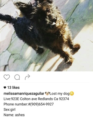 Safe Scottish Terrier in Redlands, CA