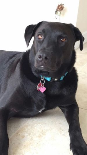 Safe Labrador Retriever in Naples, FL
