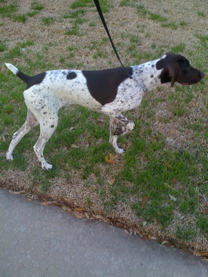 Safe German Shorthaired Pointer in Plano, TX US