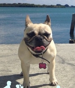 Safe French Bulldog in Miami, FL