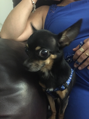 Safe Chihuahua in Hialeah, FL