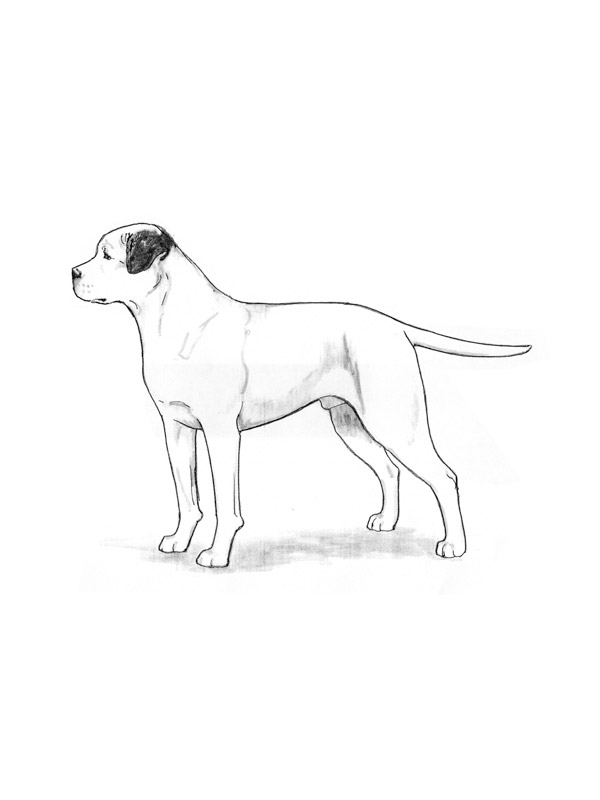 Safe American Bulldog in Fort Collins, CO