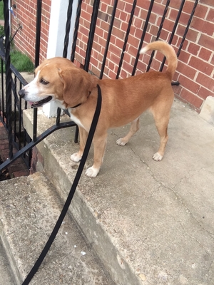 Safe Beagle in Temple Hills, MD