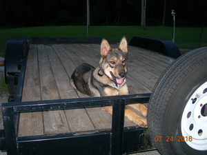 Safe German Shepherd Dog in Mount Airy, NC