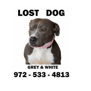 Safe Pit Bull in Euless, TX