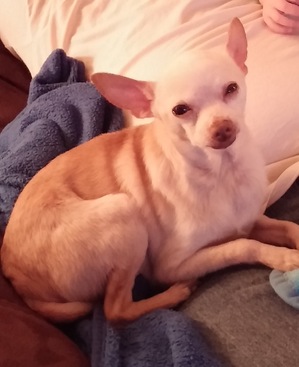 Safe Chihuahua in Alabaster, AL