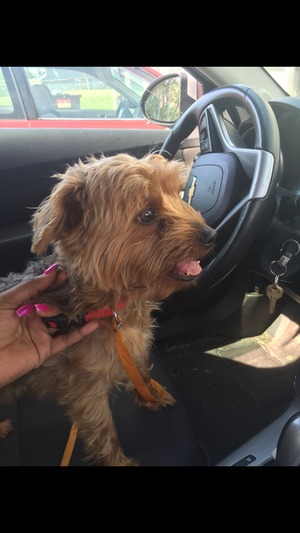 Safe Yorkshire Terrier in Columbus, OH