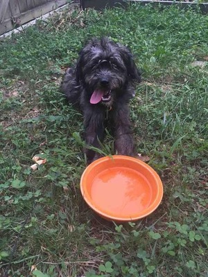 Safe Cairn Terrier in Baltimore, MD