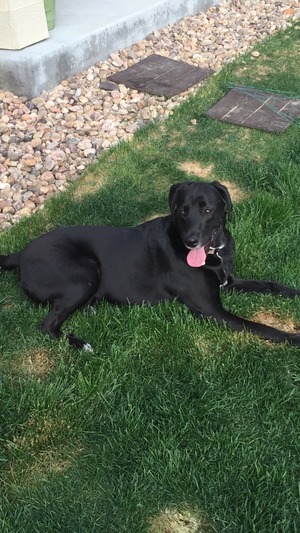 Safe Labrador Retriever in Denver, CO