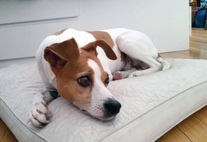 Safe Jack Russell Terrier in Puyallup, WA