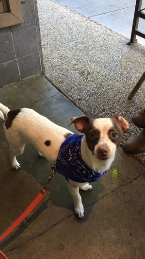 Safe Jack Russell Terrier in Davis, CA