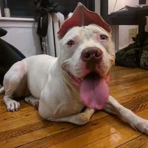Safe Pit Bull in Brooklyn, NY