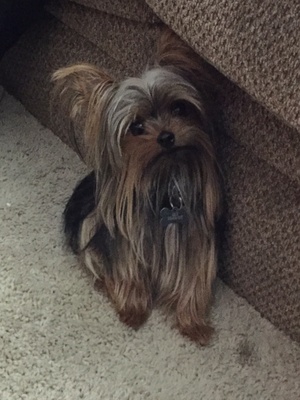 Safe Yorkshire Terrier in Concord, CA