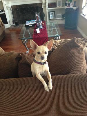 Safe Chihuahua in San Dimas, CA