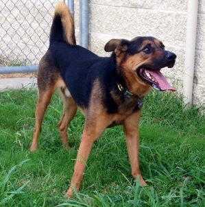 Safe German Shepherd Dog in Lake Dallas, TX