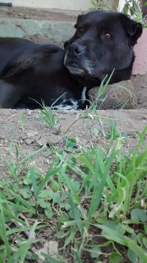 Safe Labrador Retriever in Riverside, CA