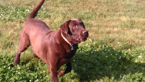 Safe Labrador Retriever in Easley, SC