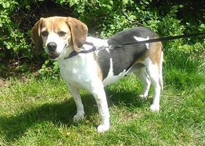 Safe Beagle in Norwalk, CT