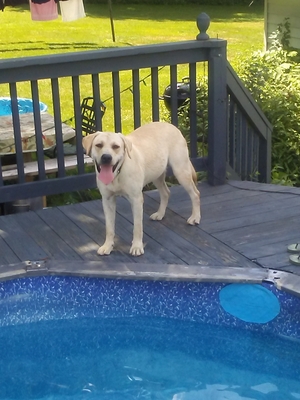 Safe Labrador Retriever in New Freedom, PA