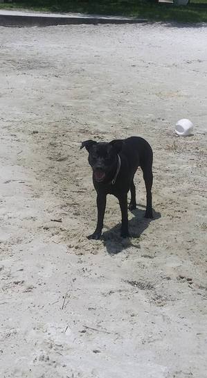 Safe Labrador Retriever in Sebring, FL
