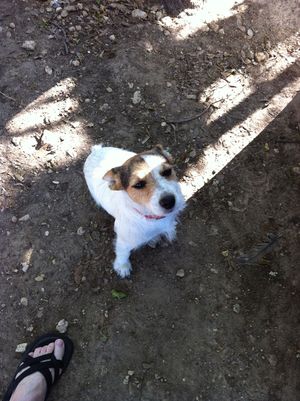 Safe Jack Russell Terrier in Early, TX
