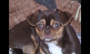 Safe Chihuahua in North Bonneville, WA