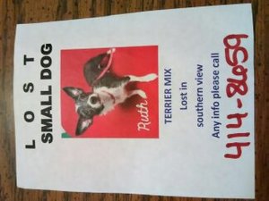 Safe Rat Terrier in Springfield, IL