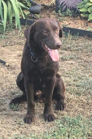 Safe Labrador Retriever in Columbia, SC