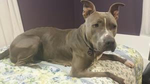 Safe Pit Bull in East Liverpool, OH