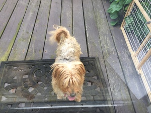 Safe Silky Terrier in New Britain, CT