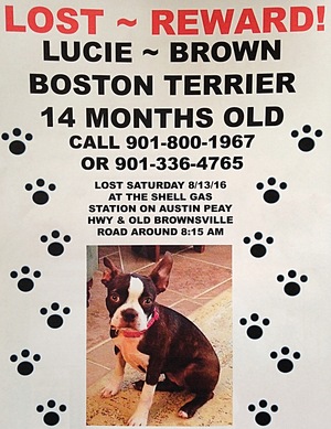 Safe Boston Terrier in Memphis, TN