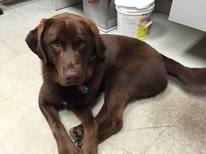 Safe Labrador Retriever in West Union, OH